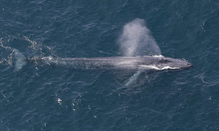 Nhung su that thu vi ve ca voi xanh co the ban chua biet-Hinh-7