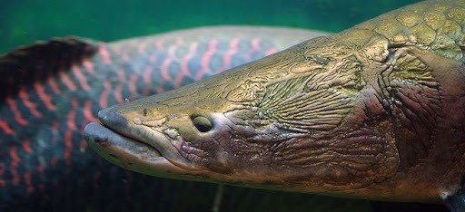 Di cau ca, dung trung 'quai ngu' khung, can thu kho nhoc keo vao bo-Hinh-6