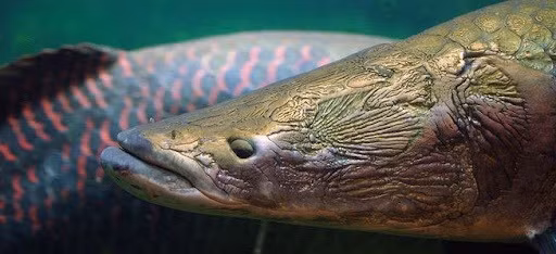 Di cau ca, dung trung 'quai ngu' khung, can thu kho nhoc keo vao bo-Hinh-6