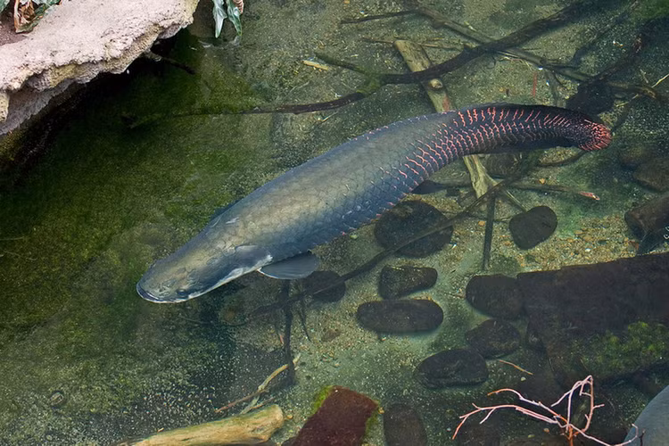 Di cau ca, dung trung 'quai ngu' khung, can thu kho nhoc keo vao bo-Hinh-9