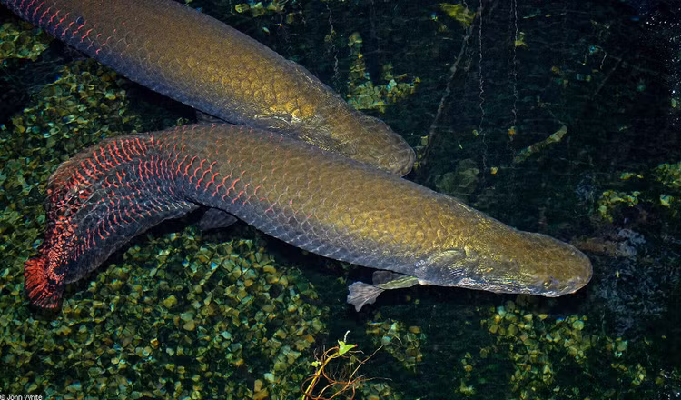 Di cau ca, dung trung 'quai ngu' khung, can thu kho nhoc keo vao bo-Hinh-5