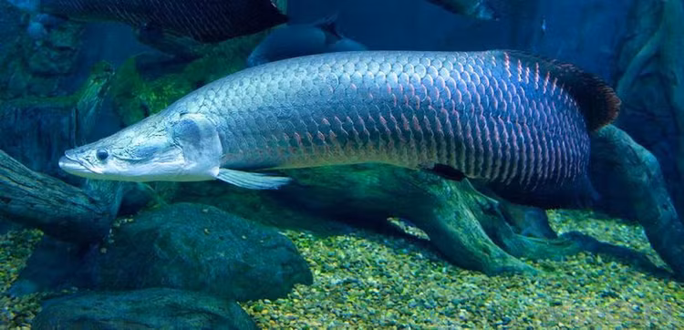 Di cau ca, dung trung 'quai ngu' khung, can thu kho nhoc keo vao bo-Hinh-10