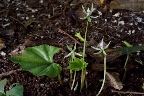 Loai cay mot la quy hiem o Viet Nam, ca the gioi san lung-Hinh-3