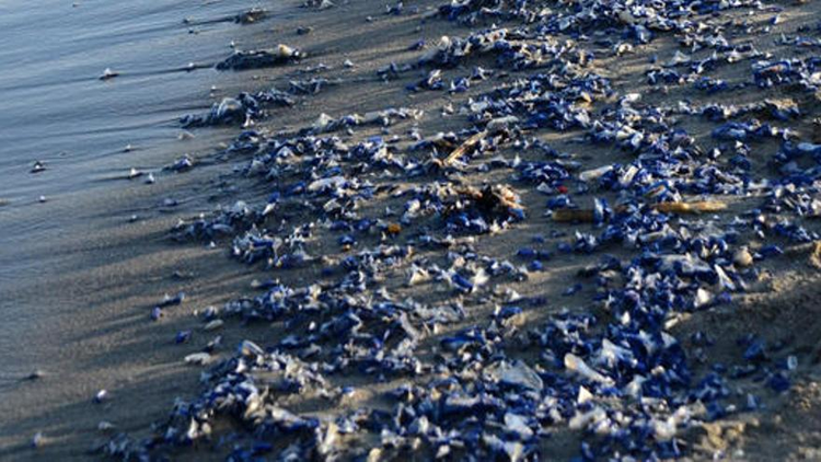 Hang trieu sinh vat la nhu tu ngoai hanh tinh dat vao bo bien-Hinh-8