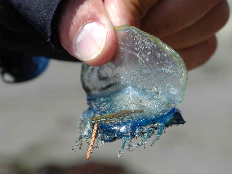 Hang trieu sinh vat la nhu tu ngoai hanh tinh dat vao bo bien-Hinh-6