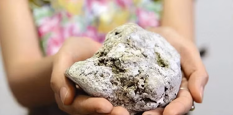 Top loai ca dat do nhat hanh tinh, so 1 trong Sach Do Viet Nam-Hinh-8