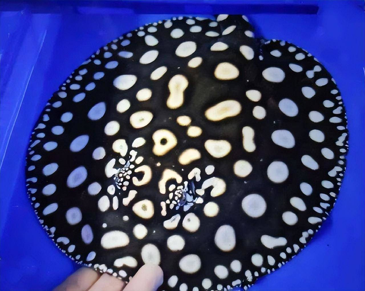 Top loai ca dat do nhat hanh tinh, so 1 trong Sach Do Viet Nam-Hinh-5