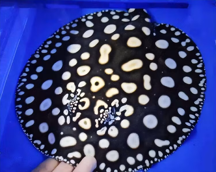 Top loai ca dat do nhat hanh tinh, so 1 trong Sach Do Viet Nam-Hinh-5