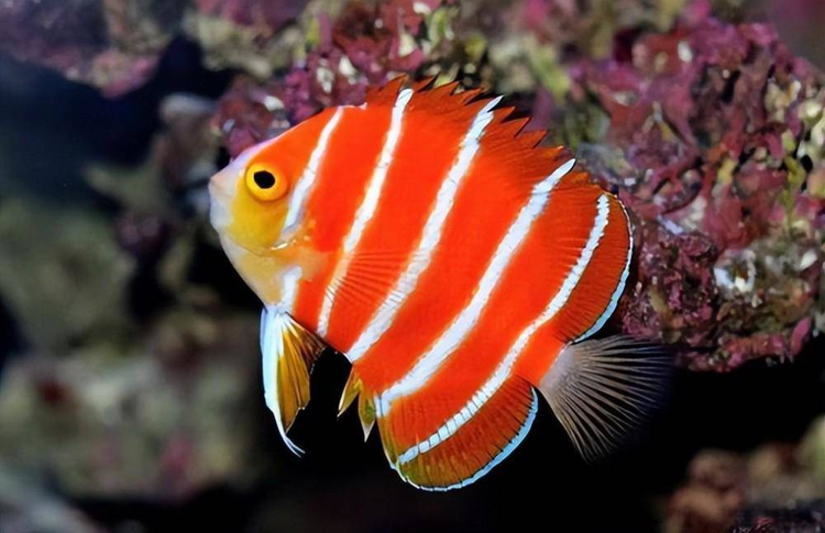 Top loai ca dat do nhat hanh tinh, so 1 trong Sach Do Viet Nam-Hinh-6