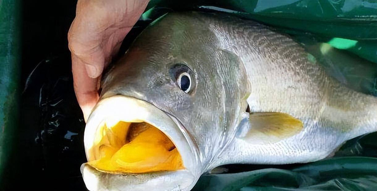 Top loai ca dat do nhat hanh tinh, so 1 trong Sach Do Viet Nam-Hinh-4