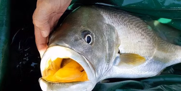 Top loai ca dat do nhat hanh tinh, so 1 trong Sach Do Viet Nam-Hinh-4