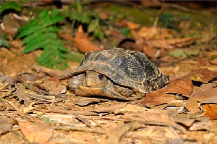 Soi rua Sa Nhan quy hiem cua Viet Nam vua duoc tha ve tu nhien-Hinh-7