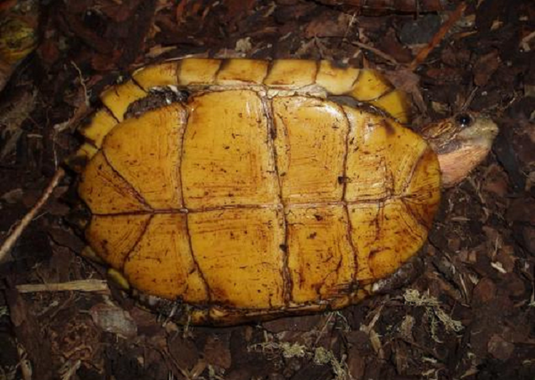 Soi rua Sa Nhan quy hiem cua Viet Nam vua duoc tha ve tu nhien-Hinh-9