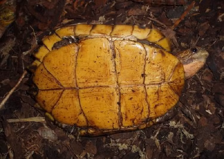 Soi rua Sa Nhan quy hiem cua Viet Nam vua duoc tha ve tu nhien-Hinh-9