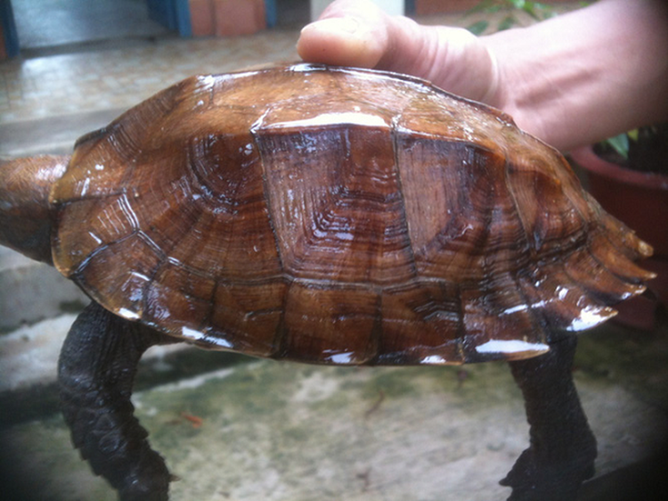 Soi rua Sa Nhan quy hiem cua Viet Nam vua duoc tha ve tu nhien-Hinh-2