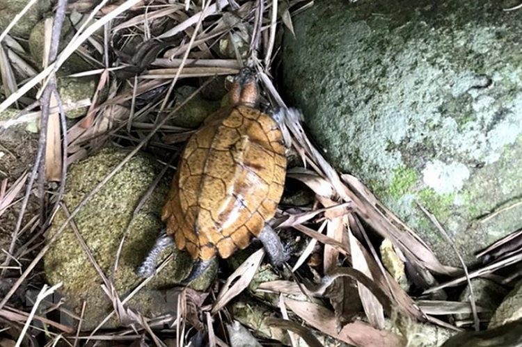 Soi rua Sa Nhan quy hiem cua Viet Nam vua duoc tha ve tu nhien-Hinh-5