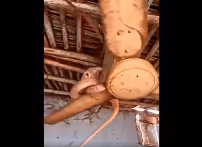 Nghe tieng dong la, that kinh ran ho mang chua ngay canh may giat-Hinh-4