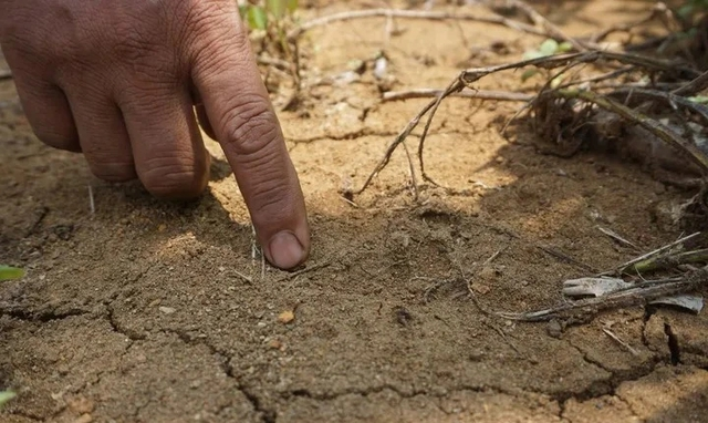 Loai ho tuyet chung gan 40 nam bong tai xuat than ky-Hinh-5