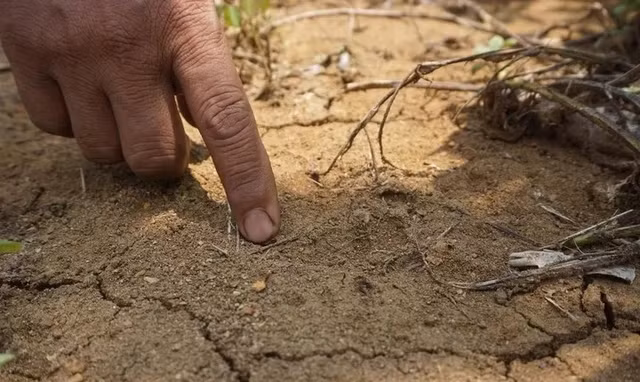 Loai ho tuyet chung gan 40 nam bong tai xuat than ky-Hinh-5