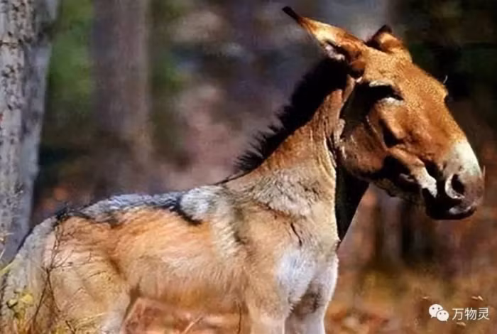 Loai soi tuyet chung 500.000 nam bong tai xuat, gioi khoa hoc ngo ngang