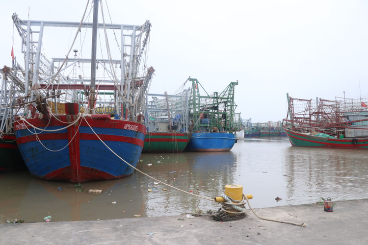 Hai Phong: Hang tram tau ca phai nam bo, ngu dan nhu ngoi tren lua-Hinh-2