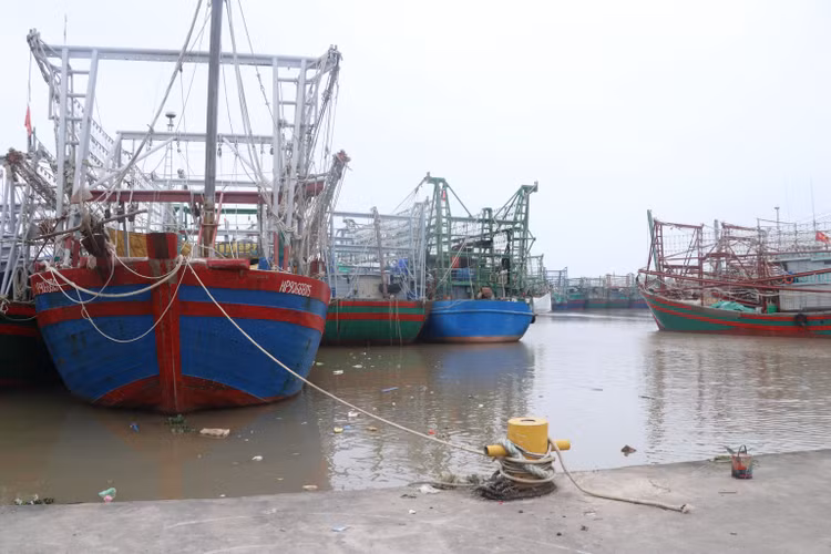 Hai Phong: Hang tram tau ca phai nam bo, ngu dan nhu ngoi tren lua-Hinh-2