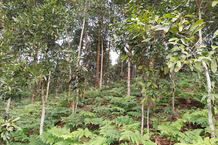 Loai cay 'vang xanh' cua Viet Nam, ca the gioi khao khat-Hinh-8