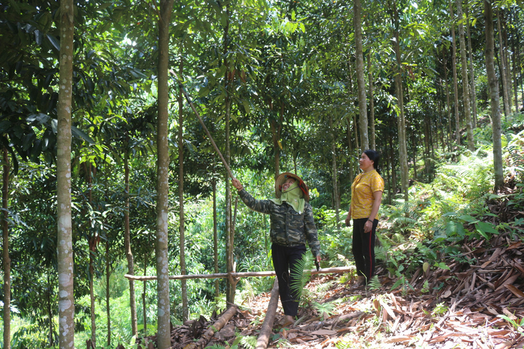 Loai cay 'vang xanh' cua Viet Nam, ca the gioi khao khat-Hinh-3