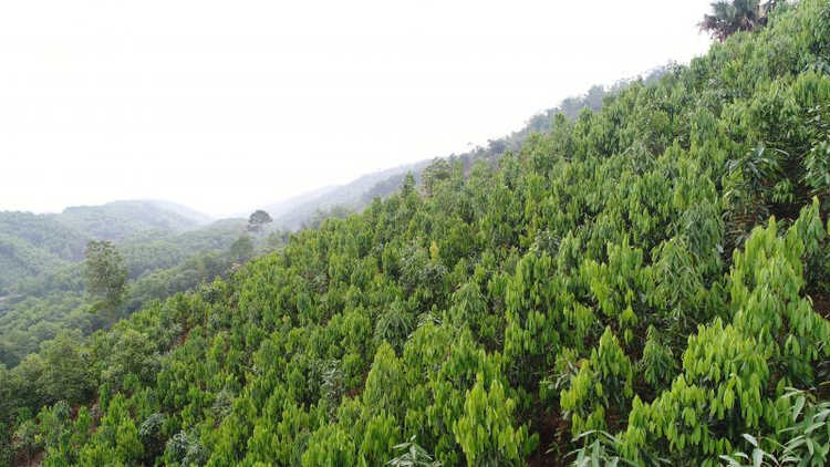 Loai cay 'vang xanh' cua Viet Nam, ca the gioi khao khat-Hinh-2