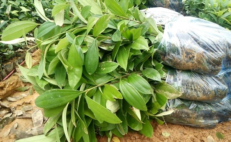 Loai cay 'vang xanh' cua Viet Nam, ca the gioi khao khat-Hinh-5