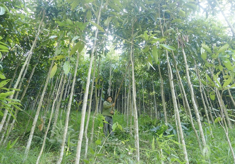 Loai cay 'vang xanh' cua Viet Nam, ca the gioi khao khat