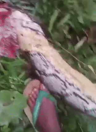 Ra vuon tim me, con trai nga quy thay “quai thu