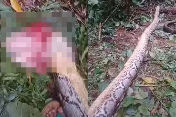 Ra vuon tim me, con trai nga quy thay “quai thu