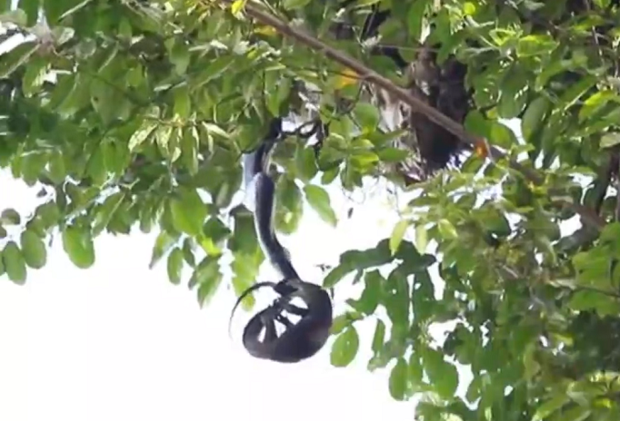 “Quai thu” treo minh luc liu tren cay, bat ngo lam chuyen am anh-Hinh-2