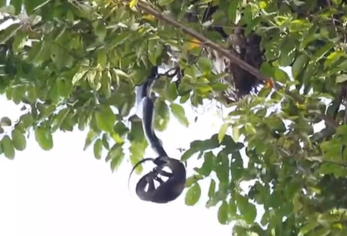 “Quai thu” treo minh luc liu tren cay, bat ngo lam chuyen am anh-Hinh-2