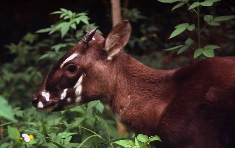 3 loai tuyet tich tram nam bat ngo tai xuat, co loai o Viet Nam-Hinh-9