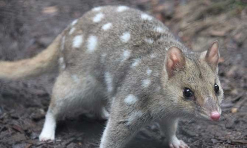 3 loai tuyet tich tram nam bat ngo tai xuat, co loai o Viet Nam-Hinh-2