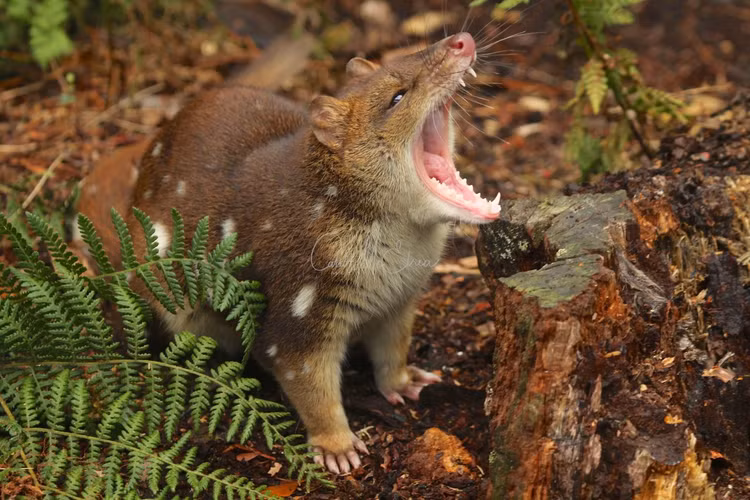 3 loai tuyet tich tram nam bat ngo tai xuat, co loai o Viet Nam-Hinh-3