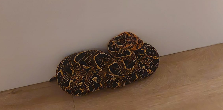 Tuong khan quang bi roi, khiep via nhan ra la 