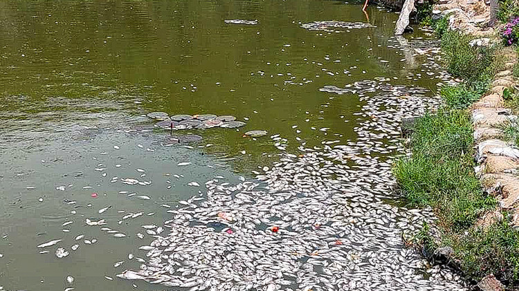 Ket qua xet nghiem mau nuoc trong vu ca chet o ho Bau Sen