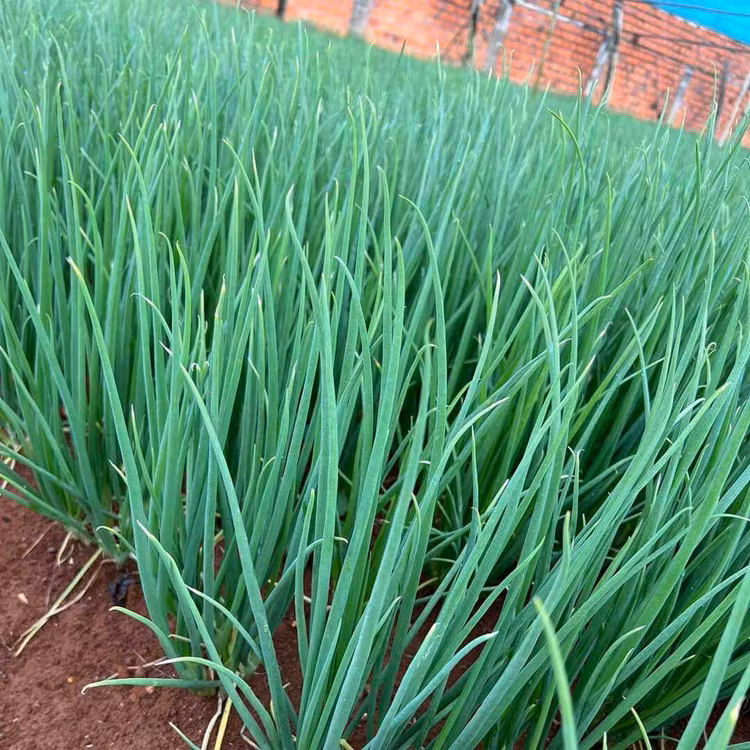 Loai rau nao de “ngam” thuoc tru sau?