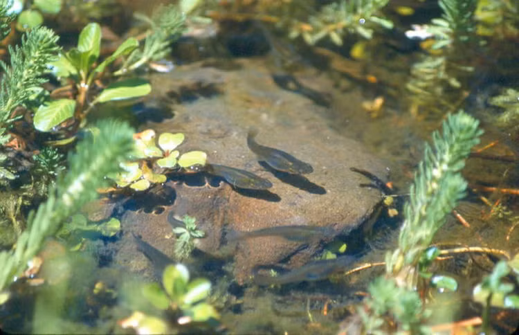 Loai ca ti hon xam lan khien nuoc My “tuyen” robot truy duoi-Hinh-4