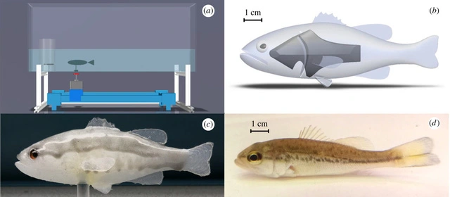 Loai ca ti hon xam lan khien nuoc My “tuyen” robot truy duoi-Hinh-8