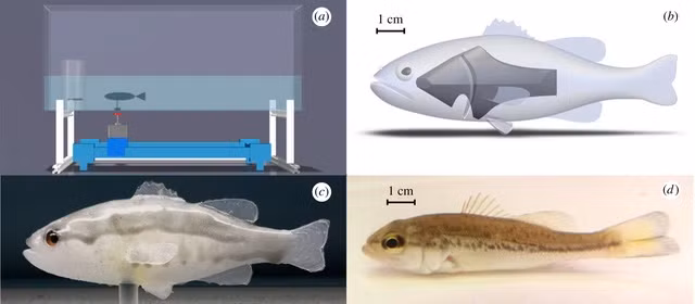 Loai ca ti hon xam lan khien nuoc My “tuyen” robot truy duoi-Hinh-8