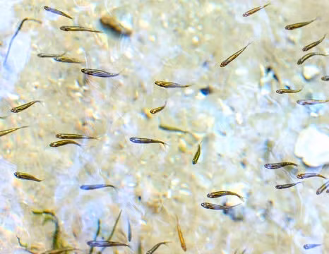 Loai ca ti hon xam lan khien nuoc My “tuyen” robot truy duoi-Hinh-3