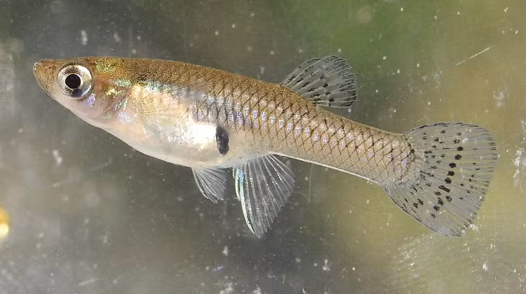 Loai ca ti hon xam lan khien nuoc My “tuyen” robot truy duoi