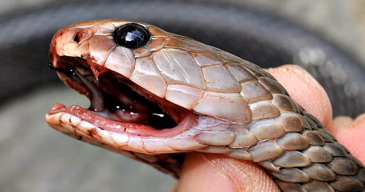 Su that loai ran ho mang phun noc doc dang so nhat hanh tinh-Hinh-2