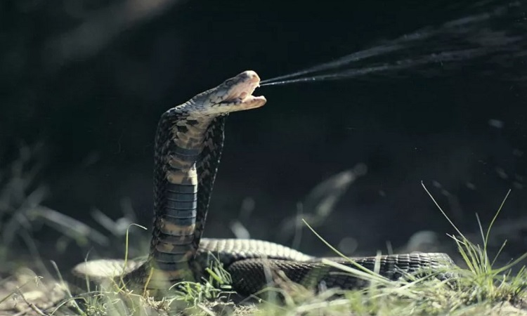 Su that loai ran ho mang phun noc doc dang so nhat hanh tinh