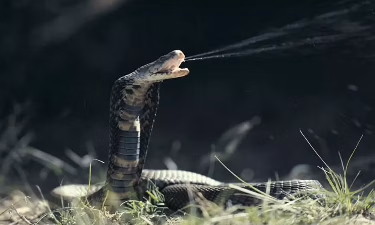 Su that loai ran ho mang phun noc doc dang so nhat hanh tinh