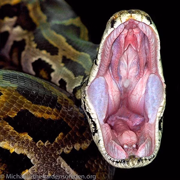 Lanh gay 3 loai tran nhu quai vat khong lo, do ai dam tiep can-Hinh-2